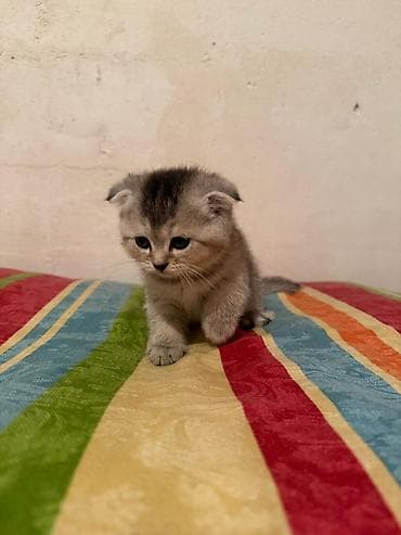 pişik yemekleri: Şinşilla, Dişi — 4