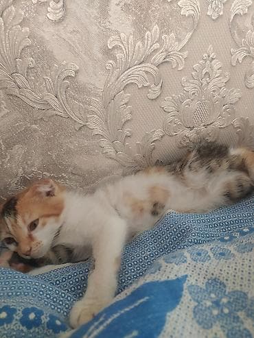 pişiklər şotland: Şotland yastı qulaq — 1
