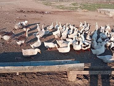 balakən heyvan satisi: Satılır.pekin ordekleri Məhsul təsvir.150eded dişi,50eded erkey — 3