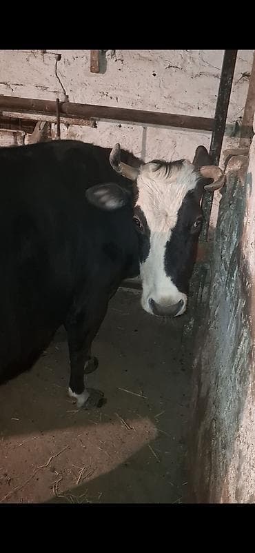 gence it bazari: Fevral ayinin 23 cu dogub balasin yoxdu sudu bu deqe iwimle elaqeder — 2