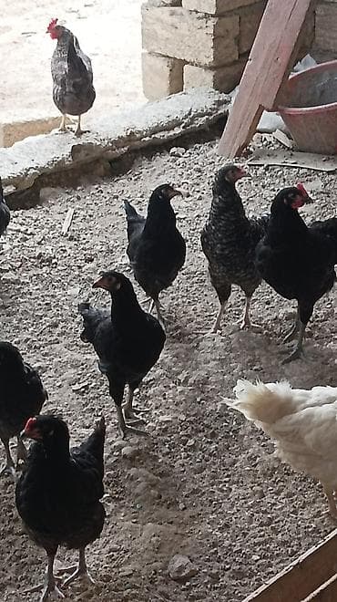 Toyuq, Australorp, Damazlıq, Ünvandan götürmə