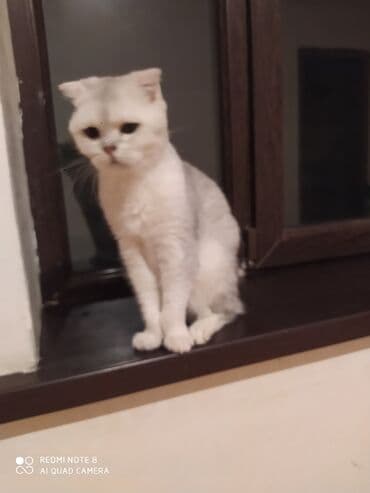 собака отдам в хорошие руки: Британская, Самка, В добрые руки, Самовывоз — 5