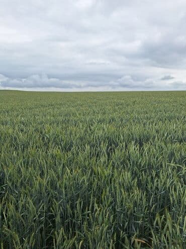 lezgi coreyi: Məhsul: Buğda (taxıl) Təsvir: - Geniş sahədə yetişdirilmiş, vahid və — 6