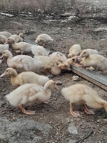 Heyvanlar: 21 günlüy kuban ördeyleri satılır cemi 33 denedi hamısını alana — 3