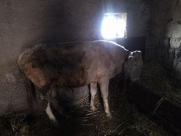 satdiq danalar: Super maldı polnu qulluğ olunub — 3