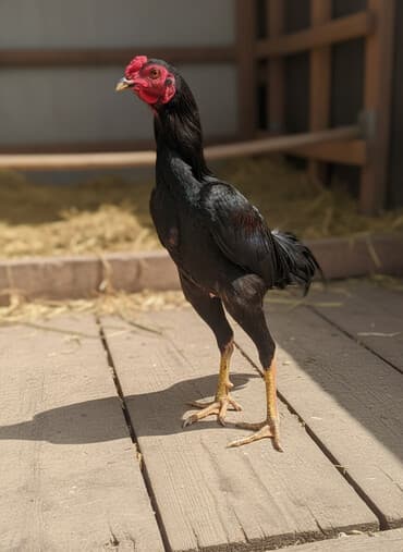 bramo xoruz: Xoruz, Heyratı, il: 1, Ödənişli çatdırılma — 2