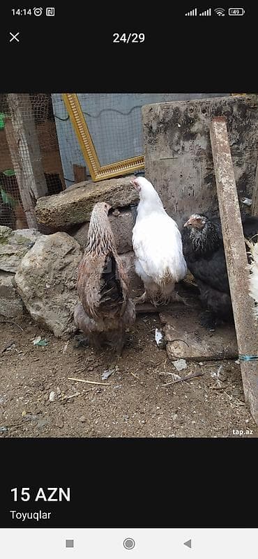 bramo toyuqları: Məhsul: Toyuqlar - Cins: Brahma tipli (ağ, qara və gümüşü rənglərdə) — 4