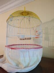 daniwan papuqay: Təmiz papuqay uçun quş qəfəsi qiymətdə razılaşmaq olar — 2