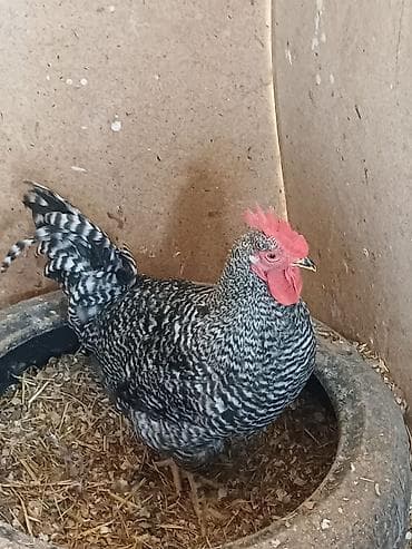 Сельхоз птицы: Məhsul: Xoruzlar ve mayali yumurtalar satisda Təsvir: - — 6