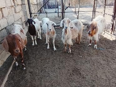 bogaz keci: Salamlar 5 baş dişi sağlam keçiler satilir bezileri boğazdir ama ki — 2