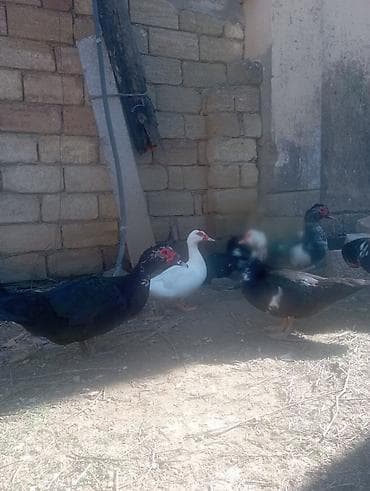 Erkək, | Lal ördək, Damazlıq