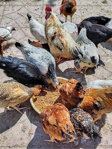 toyuq adları: Toyuq, Kuçin, Ətlik, Ünvandan götürmə — 3