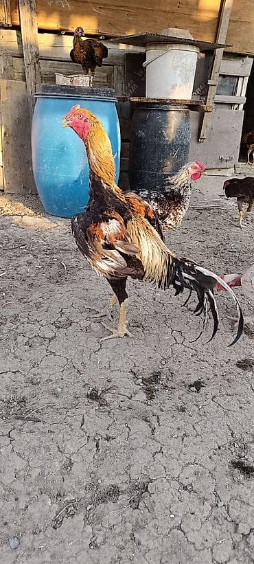heyratılar: Xoruz, Heyratı, il: 1, Ünvandan götürmə, Ödənişli çatdırılma, Rayonlara çatdırılma — 3