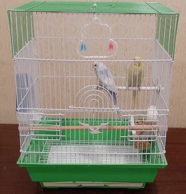 клетки для попугаев купить: Bülbüllər üçün qəfəs – aksesuarlarla - Rəng: yaşıl altlıq, ağ — 2