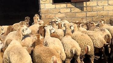 balaca it cinsi: Dişi, il: 1, Damazlıq, Pulsuz çatdırılma — 7