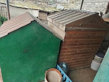 Quşlar: Salam her iksi satilir tecili 170 manata ikisi bir yerdə unvan — 2