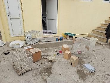 Quş qəfəsləri və aksesuarları dəsti - Müxtəlif ölçülərdə metal quş