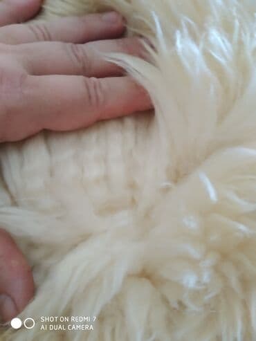 sebeke dekor: Мерино длинна 1,20 длинна шерсти 5-6 см куплен в Германии есть — 5