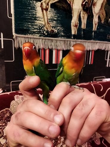 İtlər: Salam pul lazımdır deyə satılır ucuz cüt 8 yumurtası var əl qusudu — 8