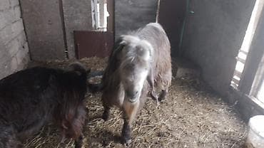 bala kirpi: Qocalı, uzun tüklü, saqqallı erkək keçi (teke) - Cins: yerli/dağ — 4