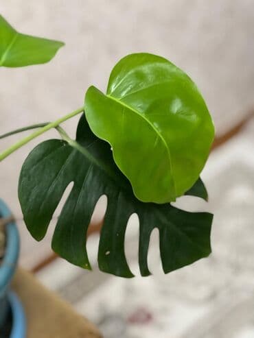 monstera bitkisi: Monstera 15 AZN
10 AZN-ə də var, 2 yarpaqları var — 3