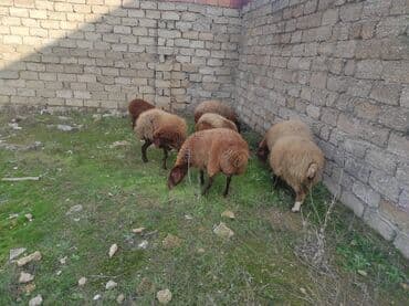 Коровы, быки: Самка, Qala, лет: 2, 80 кг, Для разведения, Самовывоз — 1