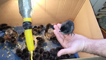 cins inekler azerbaycanda: Xoruz, il: 1, Ödənişli çatdırılma — 5