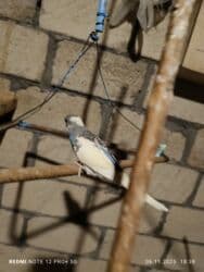 большая клетка для морской свинки: Dalmatin və müxtəlif rəng mutasiyalı dalğıç (büdcərigar) nimçələri - — 11