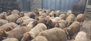 cucə su qabı: Məhsul: Qoyun sürüsü Təsvir: Hem damazliq qoyunlar hemde ətimlik — 1