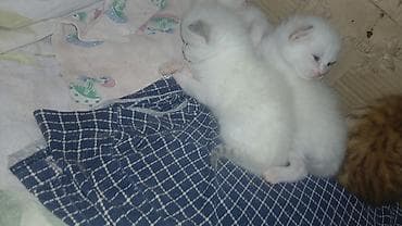 heleb keçileri: Yaxşı əllərə — 4