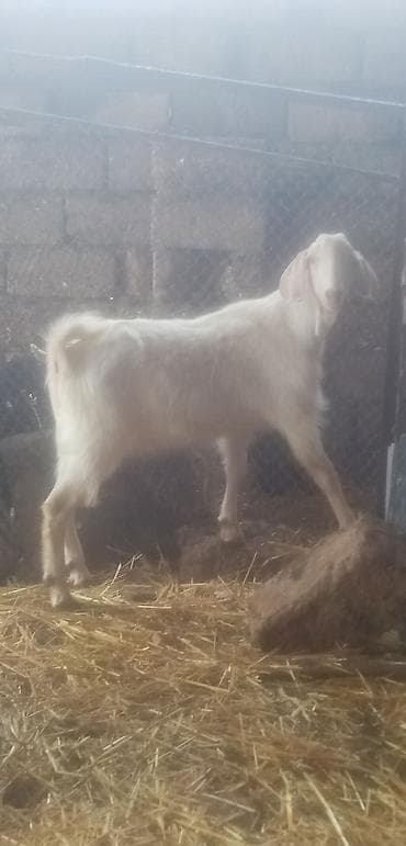 qara mal: Salam qurbanlıq erkekler satılır tek tekde satılır real alıcılar zeng — 2