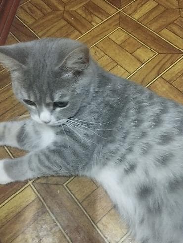 Quşlar: Pulsuz sahibləndirilir. Qısa tüklü ev Britan pişiyi.8-9 aylıqdı.Boz-ağ — 3