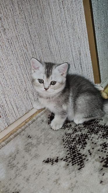 pişim: Şotland — 6