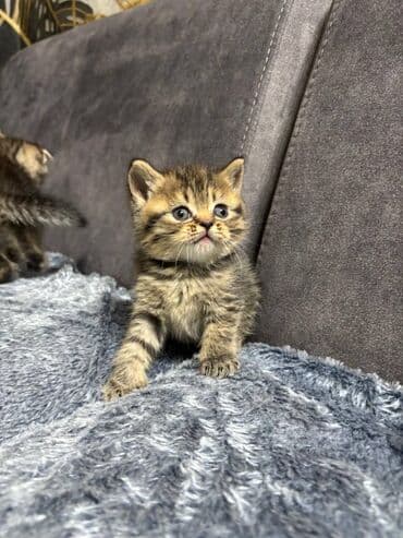 Птицы: Шиншилла, Самец, Самка — 3