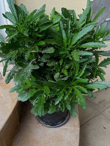 сколько стоит пальма в горшке: Butun guleri endirimnen satiram ancag xanimlara satiw olur — 22