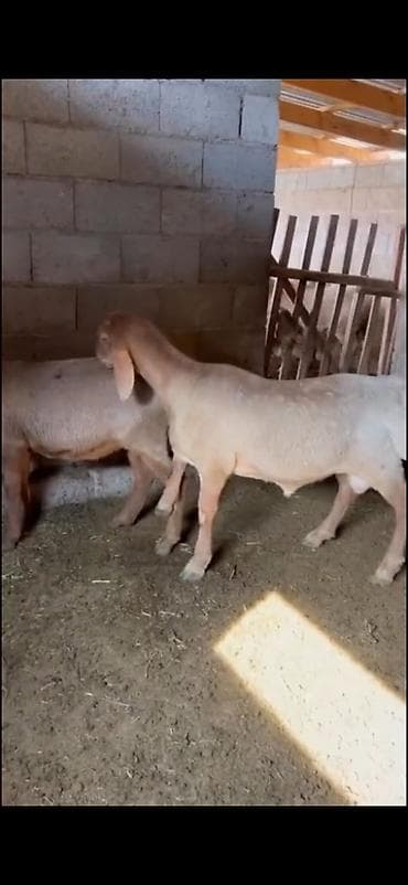 tutuquşu yemi: Satışa heyvandarlıq üçün qoç və damazlıq qoyunlar - Növ: yerli yağlı — 5