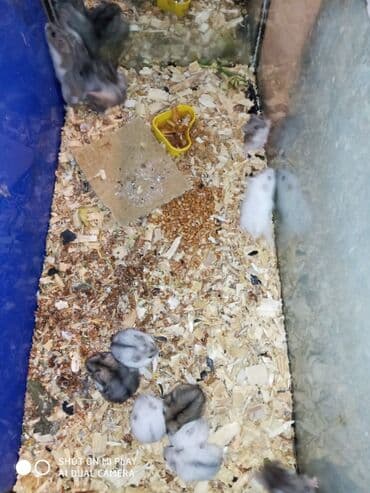 gəmiricilər: Cunqariki cunqariklar cunqarskie xamyaki ev sicanı əl xamyakı hamster — 1