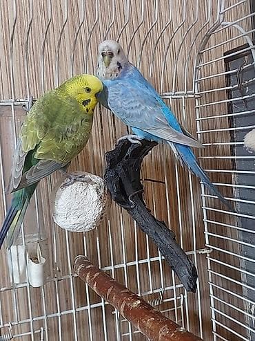 Quşlar: Salam hazir cut alti yumurtali rainbow cutluyu satilir erkey temiz qan — 2