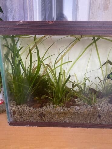 Akvariumlar: Dördbucaq akvarium, Balıqlarla birlikdə, 10 l, Ünvandan götürmə — 3