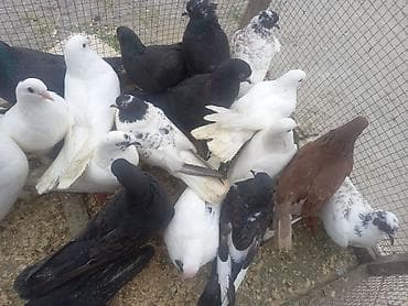 geref quşu: Saıam her qiymete var 4 5 6 manata qara kekilli ağgöz ağdimdiy de var — 5