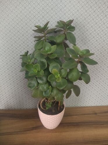 benovse: Sukkulent “Kalankoe – Bryophyllum (Mother of Thousands)” saksıda — 3