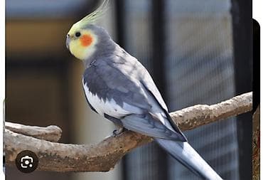 toptan yem satışı: Nimfa (cockatiel) dekorativ tutuquşu - Rəng: boz-gümüşü gövdə, ağ — 1