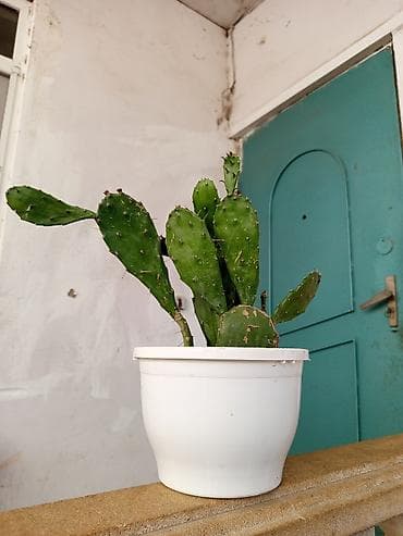 mal dili bitkisi: Opuntia (tikanlı armud) kaktusu – saksıda dibcekle birge 12 dibceksiz — 3