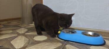 İtlər: Britan, Erkək, Yaxşı əllərə, Ünvandan götürmə — 10