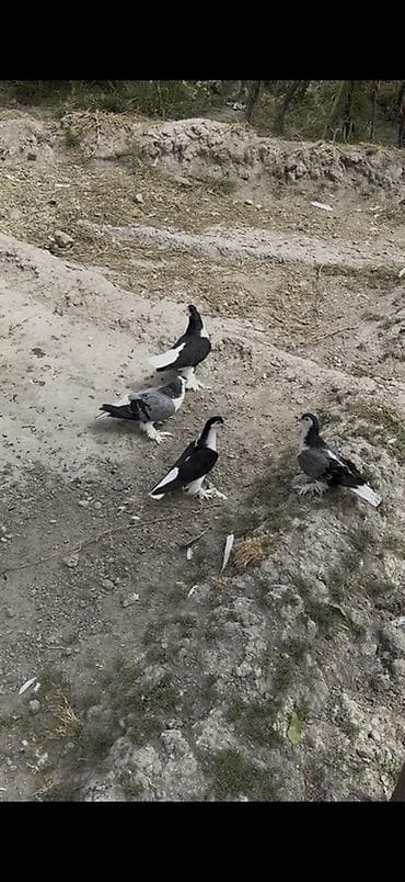 goyərcin barter: 4 dene Delfin satilir 4 denesi 135 manat ciddi alicilar yazsin — 2