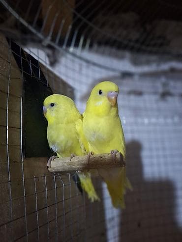 balaca qaz: SAPSARI QUŞLARDI.2 si 30 AZN.albinos deyillllər. Öz quşlarımın — 1