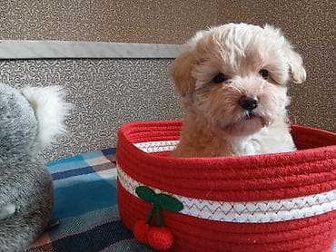 norka heyvan: Maltipu F1 – krem rəngli, buruq tüklü - Cins: kiçik ölçülü dekorativ — 4