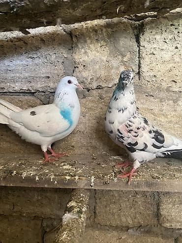 goyercin novleri: Məhsul: Göyərçin cütü (dekorativ/oyun uçuşlu) Təsvir: - Şəkillərdə — 3