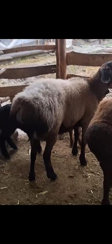 пудель в добрые руки: Məhsul: Qoyun sürüsü – ana qoyunlar və quzular Təsvir: - Yerli — 6