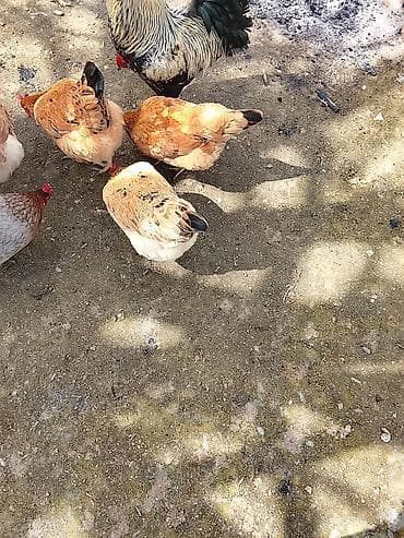 Yemlər: Toyuq, Damazlıq — 3